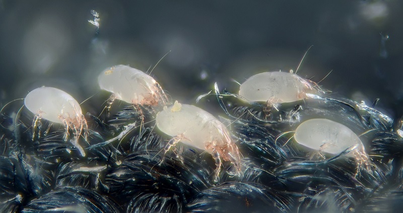 tippek a házipor-atka kiiktatására